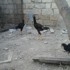 temiz heyratl beceler ve fereler 3. 4 ayllq xoruz ve yumurtlayan ferel