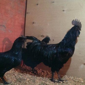 Ayam cemani.  Temiz qandi .2 fere 1 xoruz.fereler yumurtlayir.7 ay 15