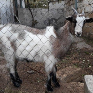 dagistanan ozum getirmiwem bala olanda indi hardasa 6 ayliqdi cins hey
