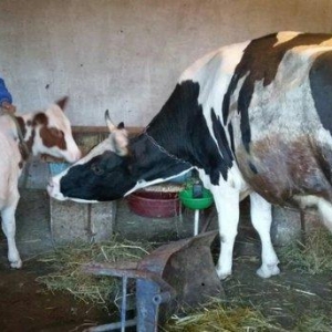 Salam dana satılır.... Birinci balasıdı anası birinci qarna 30 litr su