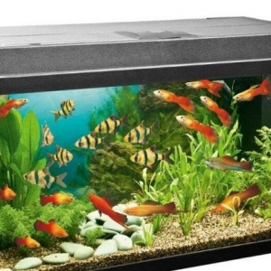 Akvarium satiram razilaŞma yolu İlƏ