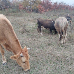 13 Baş maldi. 5 dene sagilan inek yanlarinda yazda doğulmuş 4 dana. 4