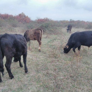 13 Baş maldi. 5 dene sagilan inek yanlarinda yazda doğulmuş 4 dana. 4