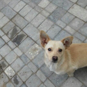 erkey diwi zvanok diwi 1 yaw 7 aylıq erkey 1 yaw 1 aylıq. diwi 2 defe