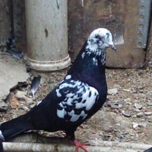 Sarilir - 15 azn. Qara saper cil erkey. Tam saglam qusdur. Qus bineqed