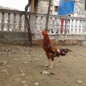 Heyrati indoneziya sortudu. 1 yas 5 ayliq. Vehwi xoruzdu.