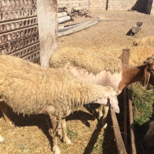 Holland cinsinin qoyunlari! Bir qarina 3-4 bala veriller! 2-4 litre ki