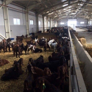 Halep kechileri! Temiz cins! En birinci elden alin ve en ucuz qiymete