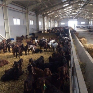 Halep kechileri! Temiz cins! En birinci elden alin ve en ucuz qiymete