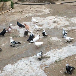 8 manatdan 20 eded qusQuslar goz qabagindadi 2 eded drakon qizgin er