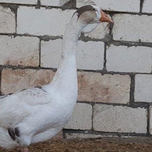 1 cut 5 ayliq xalmaqor qazlari  satlir  qiymetin sondur boş-boş zeng e