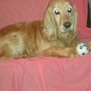 Koker Spaniel satiram diwidir cox agilli sadiq itd