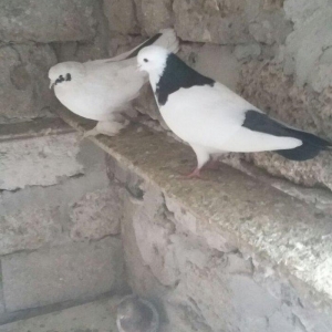 4 şəkildir,şəkildəki göyərçinlərdir,hərəsinin öz qiyməti var