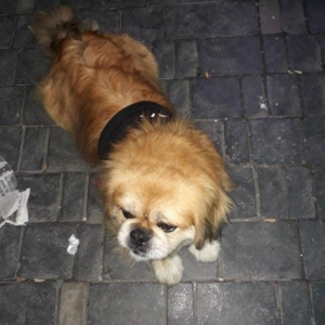 Şotlaniski pekines  2 yas 6 ayliqdi