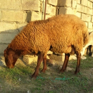 Qala qoçunan dönmə qoç satıram 2ilik olar 550