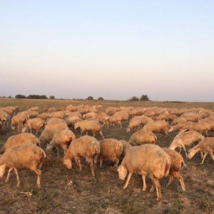 149 baş qoyun satılır, 10-u balalı digərləri isə boğazdır.