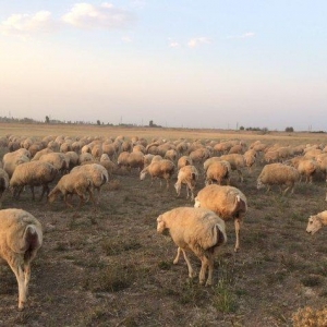 149 baş qoyun satılır, 10-u balalı digərləri isə boğazdır.