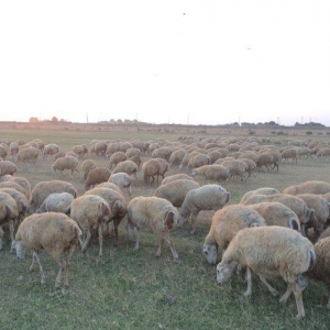 149 baş qoyun satılır, 10-u balalı digərləri isə boğazdır.