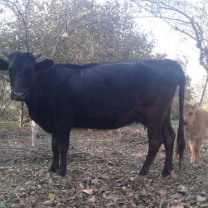 Salam. Mən bu inəyi satıram.Yaxşı süd verir. 4 -5 litr arası süd