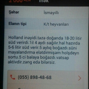 Holland cinsli inək satılır. Doğanakimi  sağılır. Qiymətdə alana endir