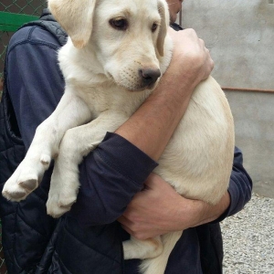 labrador retriever balası satılır 3 ay yarıml