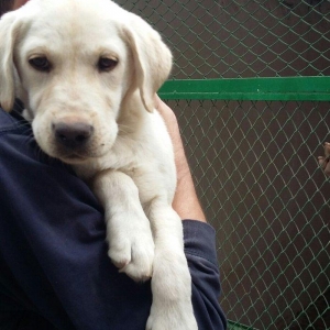 labrador retriever balası satılır 3 ay yarımlıq dişi