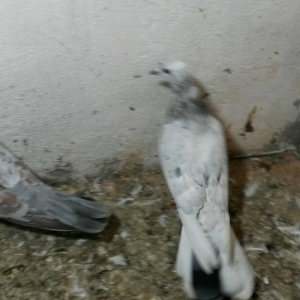 ebreşlər iki erlek bir maya erkek biri 16 tukdu tuləkdədilər tam sagla