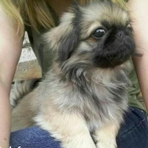 4 aylıq dişi pekines satılır tam sağlam tam peyvendli baladı, zehmet o