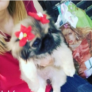 4 aylıq dişi pekines satılır tam sağlam tam peyvendli baladı, zehmet o