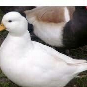 call duck bantam ördey en balaja ördey nesilidi  tekdi saglam ördeydi