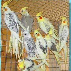 40 cut hazir bala veren gozel korella cutlukleri s