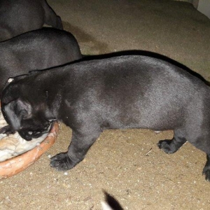 Erkek Pitbull Balasi Satilir  son 1 qara bala qali