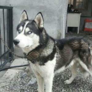 Xaski temiz qan balalari yeni olub isteyen indiden