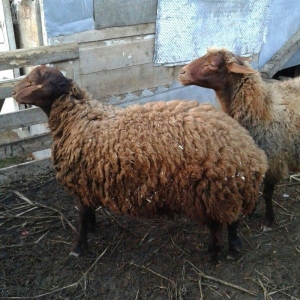 Qala cinsi 9 ayliq toglu ve 2.5 ayliq bogaz olan qoyun satilir.