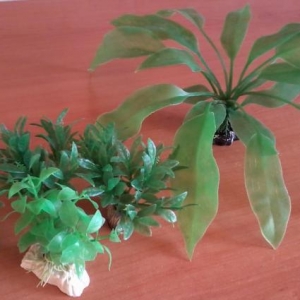 Akvarium üçün ot