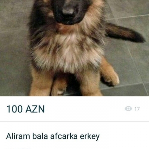 aliram afcarka qiymeti 60 70 olsa sevinerem