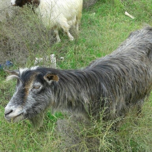 2 eded rasiyski 2 edetde yerli keciler satilir.rasiyski 2 litr yerli 1