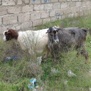 2 eded rasiyski 2 edetde yerli keciler satilir.rasiyski 2 litr yerli 1