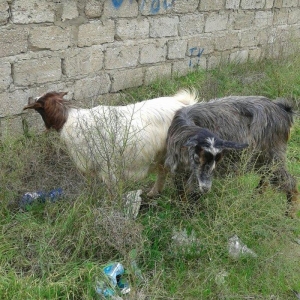 2 eded rasiyski 2 edetde yerli keciler satilir.rasiyski 2 litr yerli 1