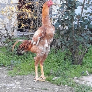 8 ayi tamam olmuyub hele atasi filippindi anasi turkdu atasi meydan xo
