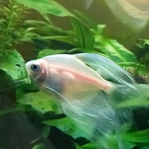 тернеция альбинос вуалевая, 5см,
terneciya albinos tul quyruq. 5sm