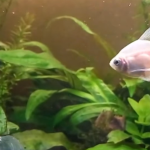 тернеция альбинос вуалевая, 5см,
terneciya albinos tul quyruq. 5sm