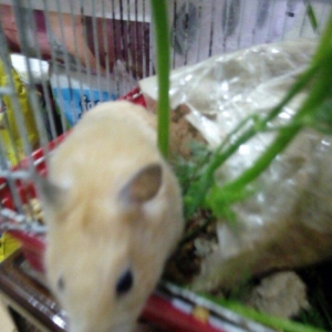 Hamster