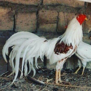 2 toyug bır xoruz barter olar 2 cut sibraytnann sultannan pompomnann
