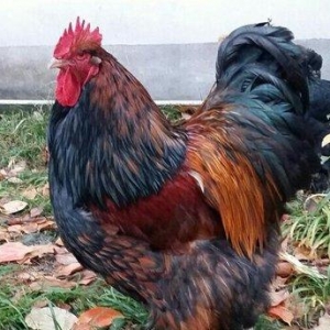 11 aylıq orpinqtonlar cüt satılır vəya iki ədəd təmiz cins qold brama