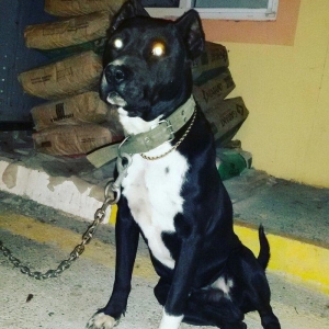 pidbul 1 yaw erkey zirededi 250 manat ayig itdi mu