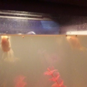 50 litirlik akvarium teze alinib 250 manat 150 e satiram herseyi icind