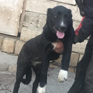 Dağstan çoban iti 5 aylıqdı qancıxtı diger şekildeki anası atasının şe