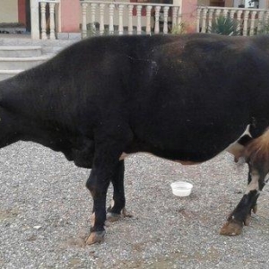 qarninda balasi var uzaqi 20 gune qeder dogmalidir Allah qoysa
