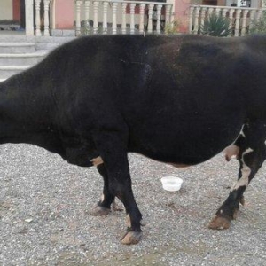 qarninda balasi var uzaqi 20 gune qeder dogmalidir Allah qoysa